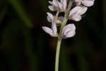 Sampson's snakeroot